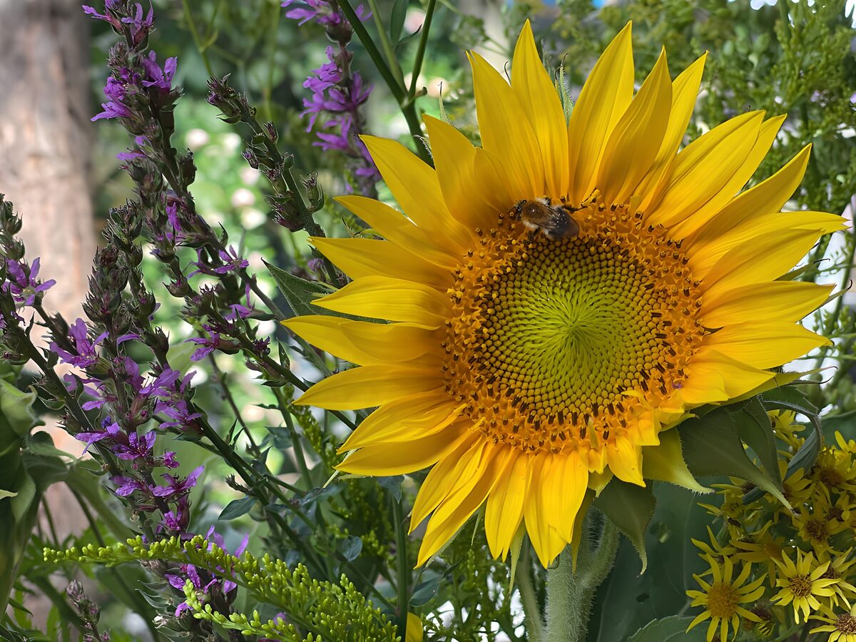 Zonnebloem met bij en paarse bloemen