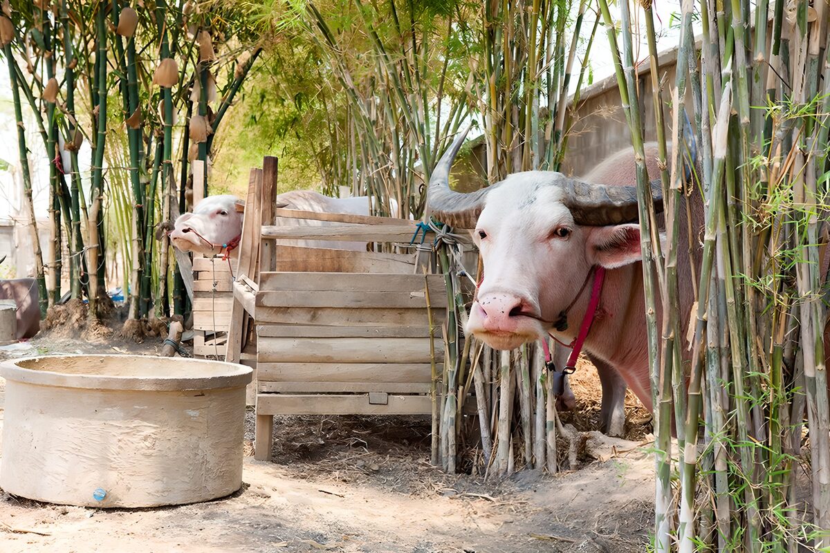 Twee waterbuffels tussen het bamboe