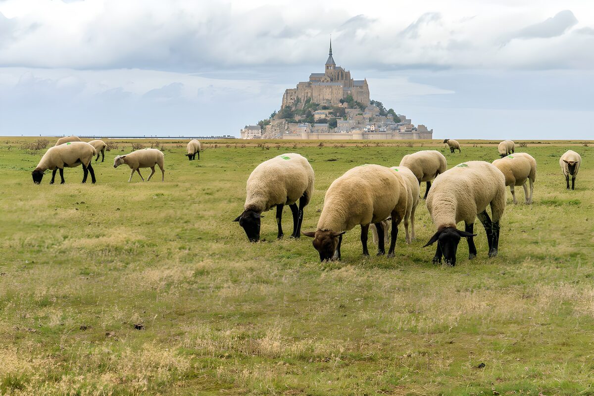 Schapen in de wei bij Mont Saint-Michel