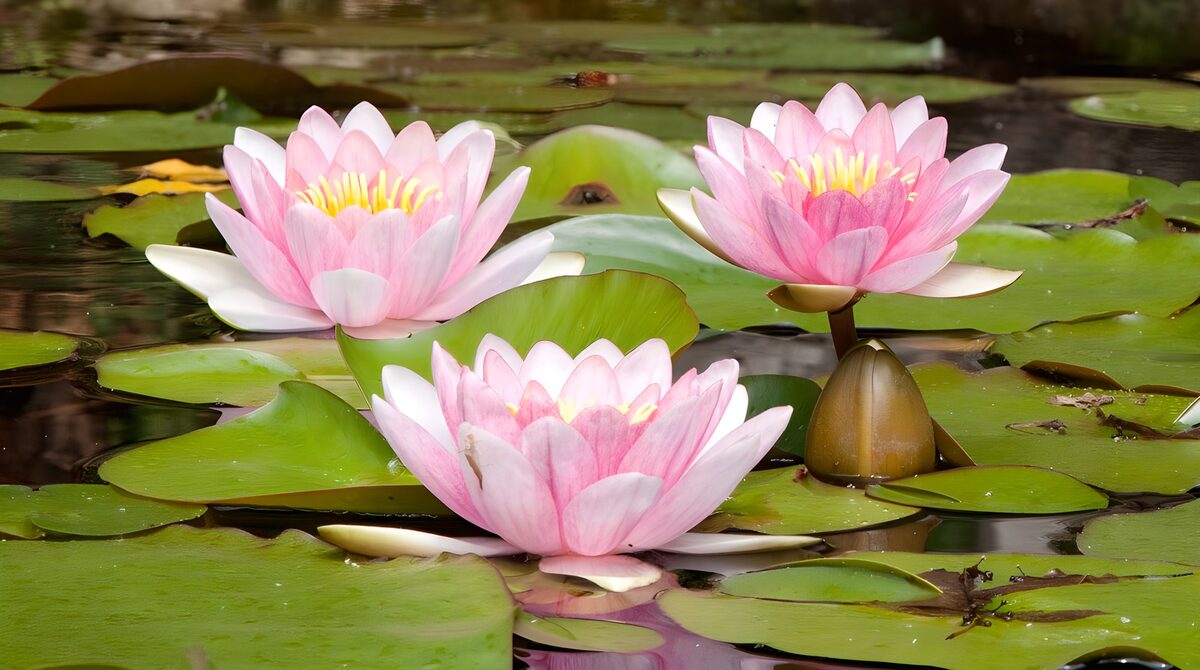 Drie roze waterlelies op groen water