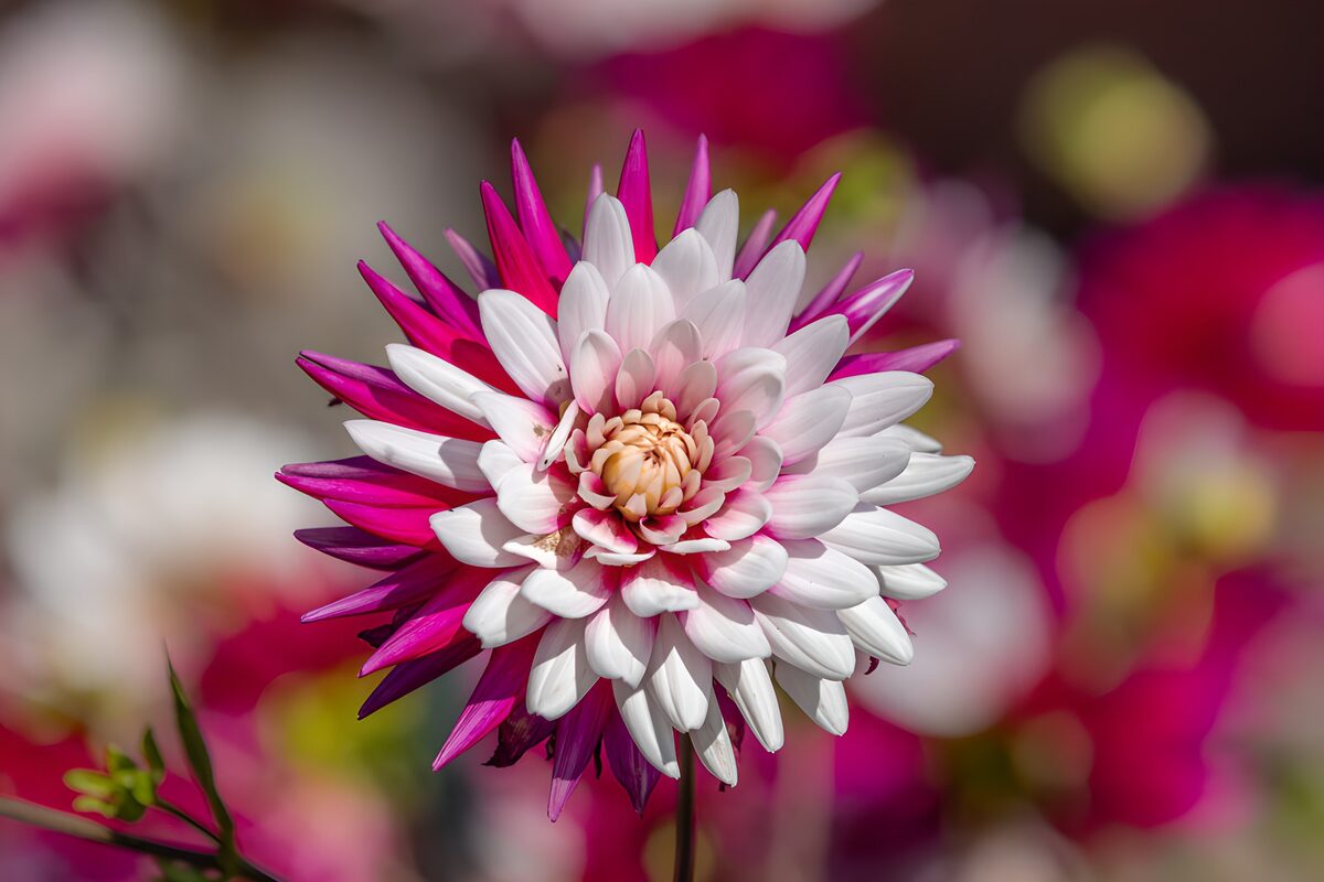 Wit-roze dahlia in het zonlicht