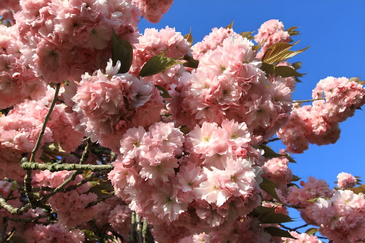 Roze bloesemtakken in de lentezon
