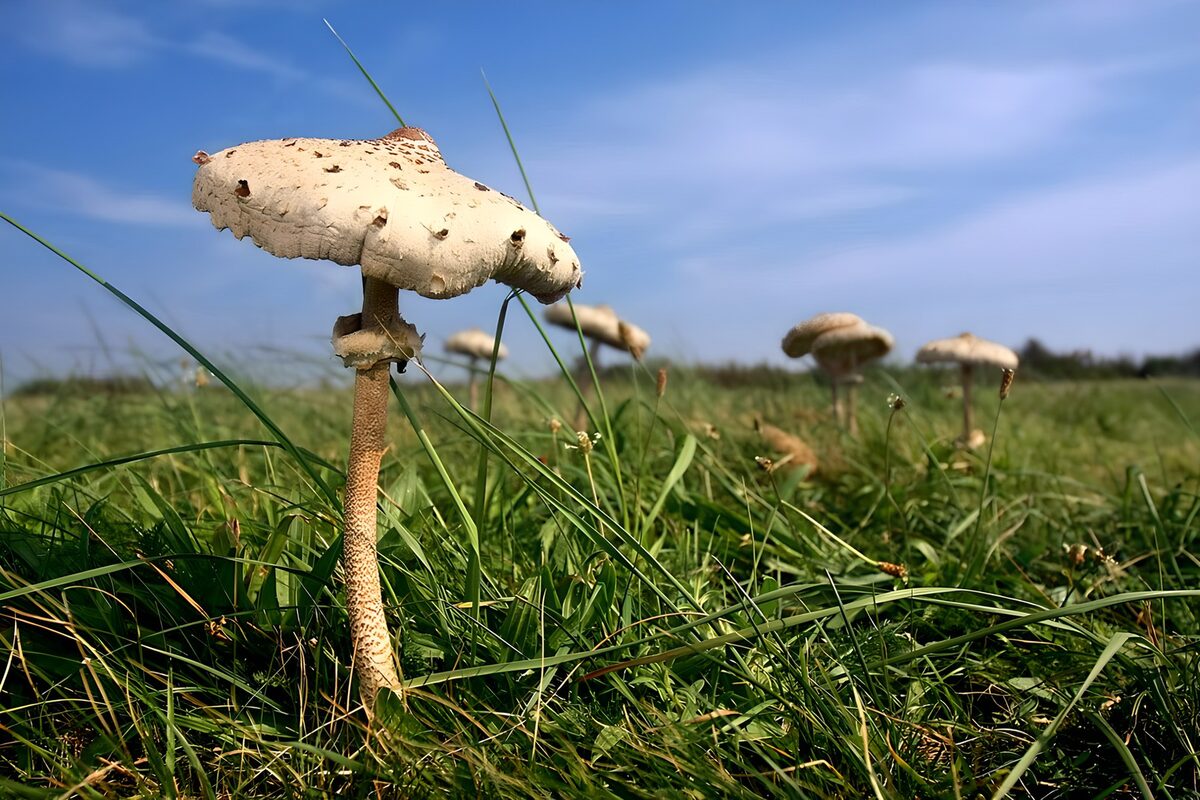 Grote paddenstoel in zonnig gras