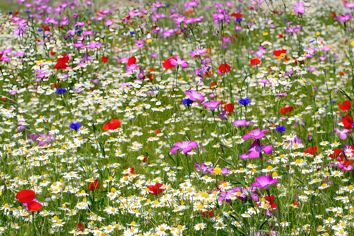 Bloemenweide in wit, roze en rood