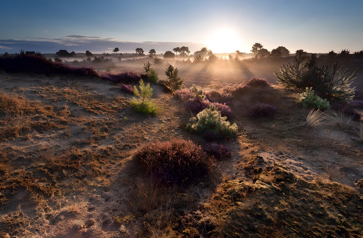 Zonsopgang boven de zanderige heide