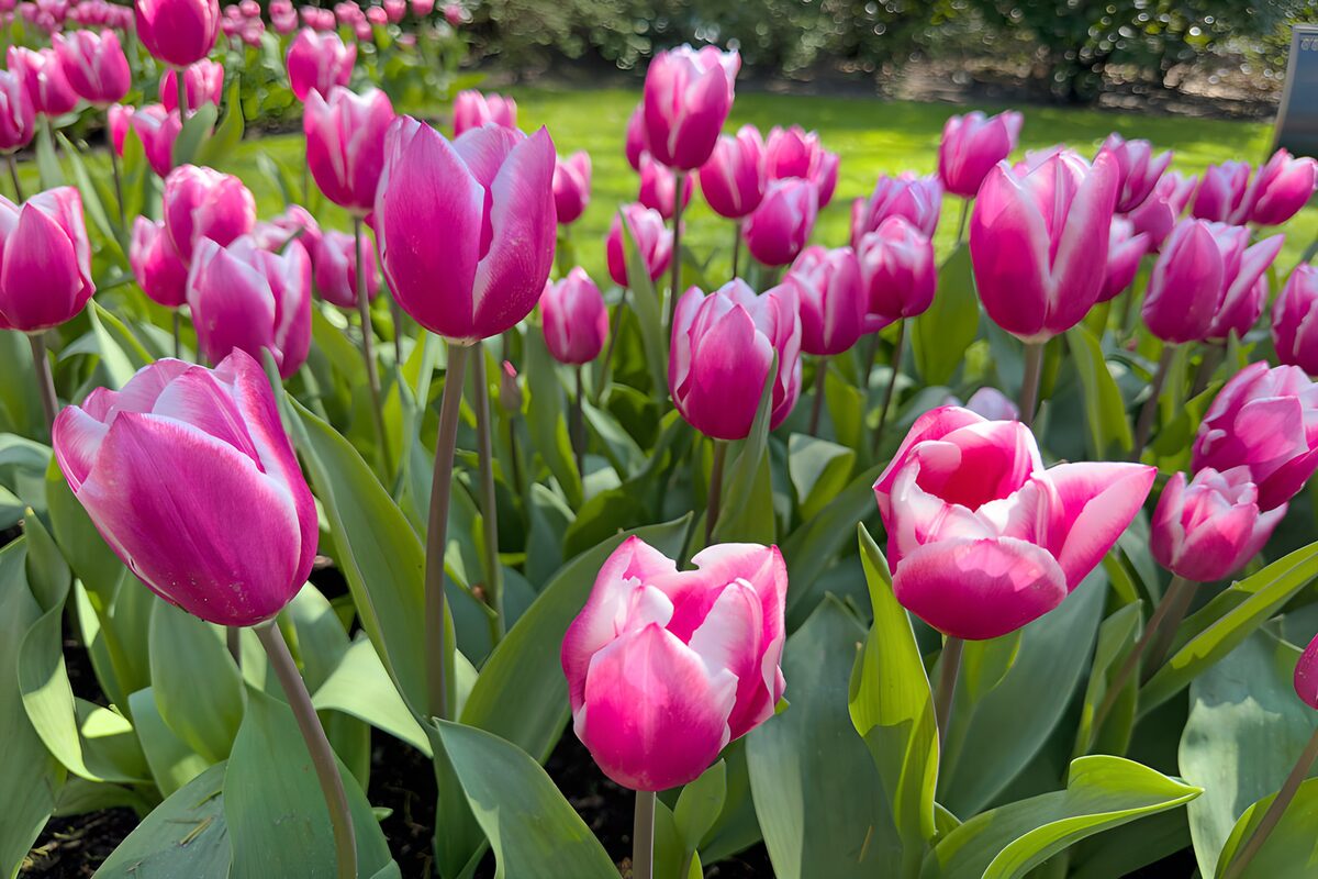 Een lentegloed van roze tulpen