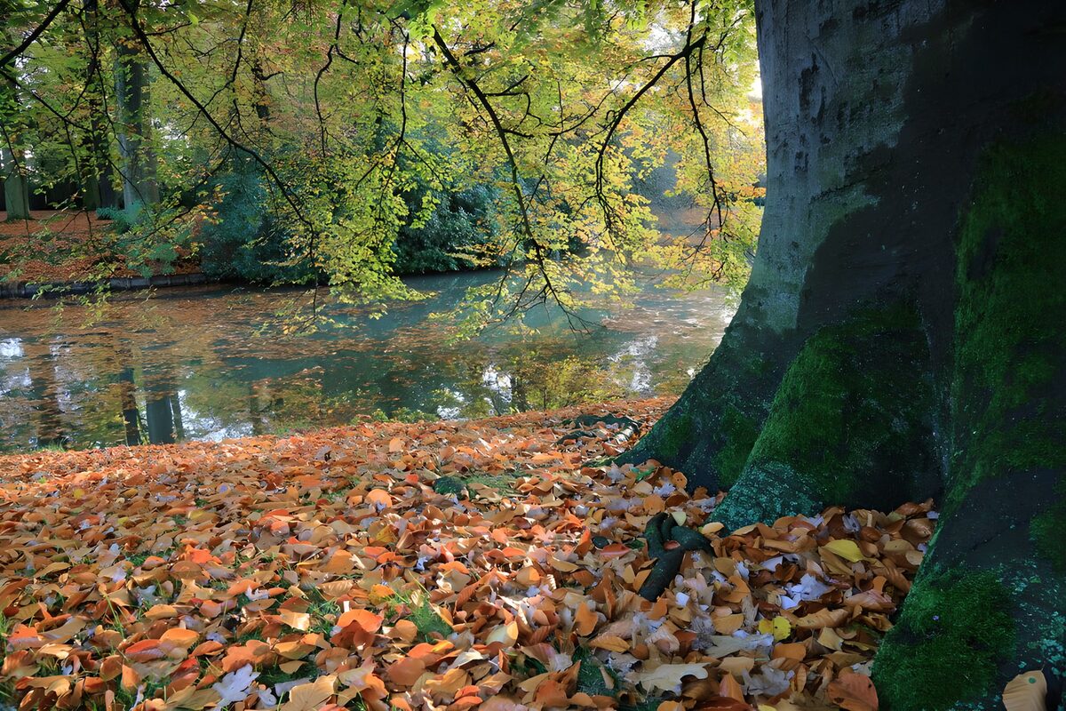 Herfstboom aan het rustige water
