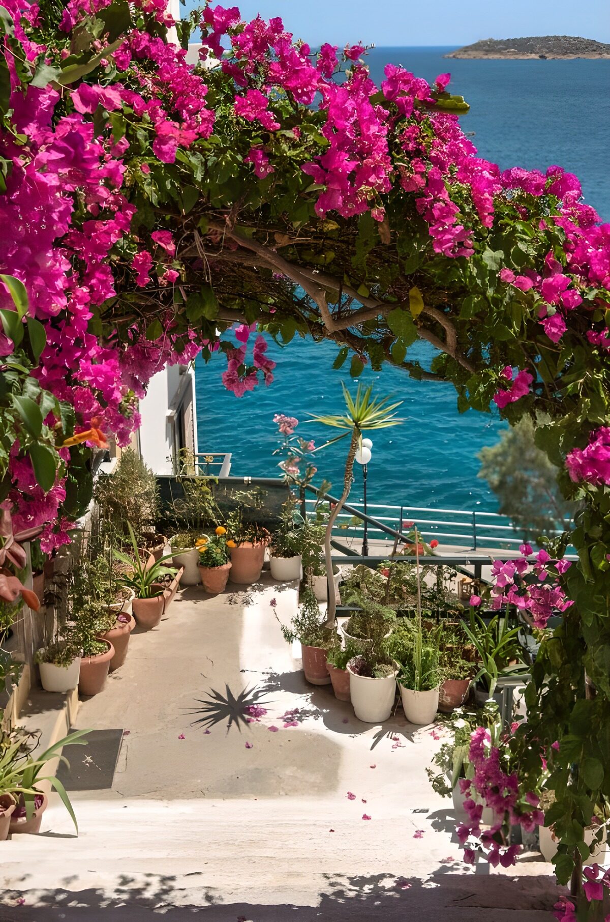 Bougainvillea boven een terras aan zee