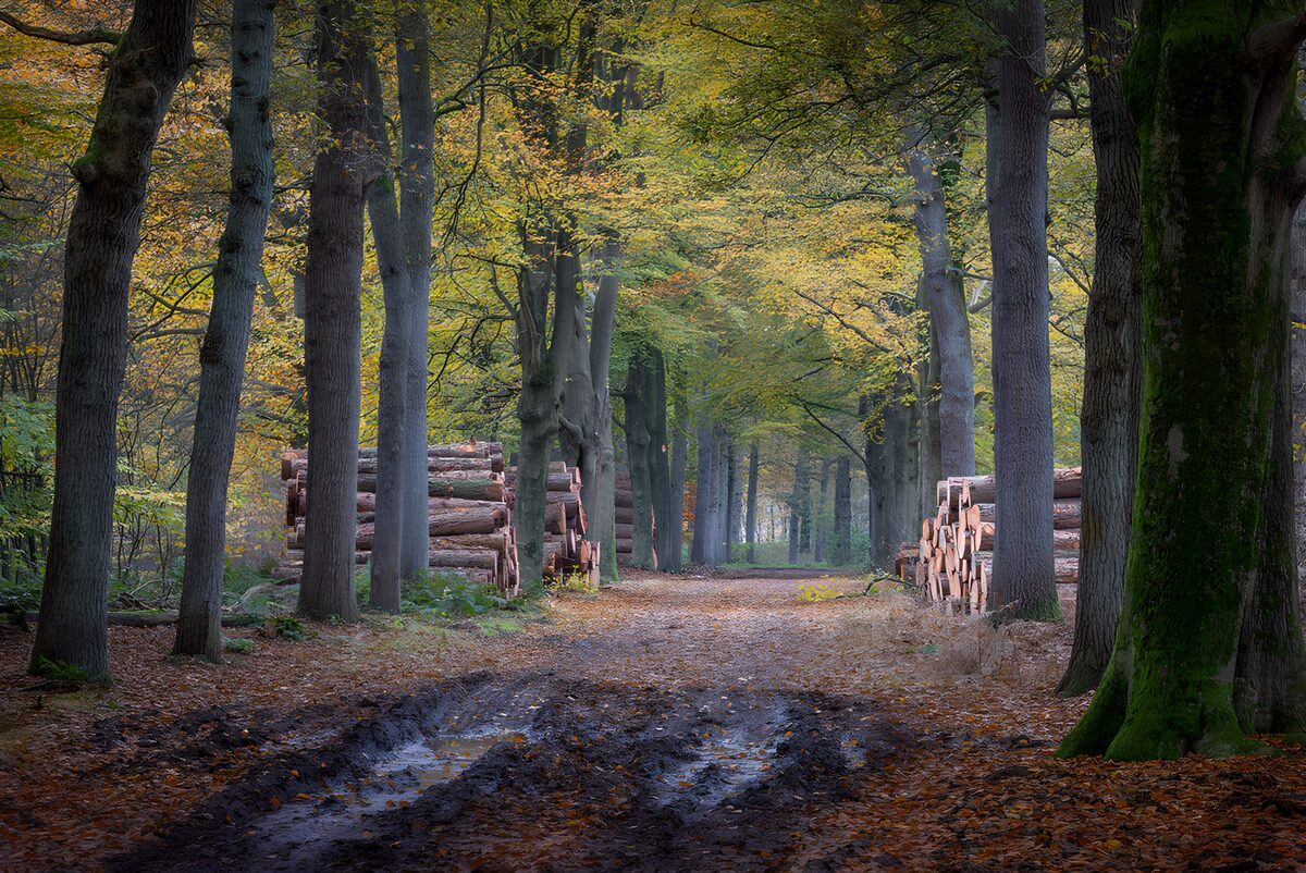 Een gouden dak boven de bosweg
