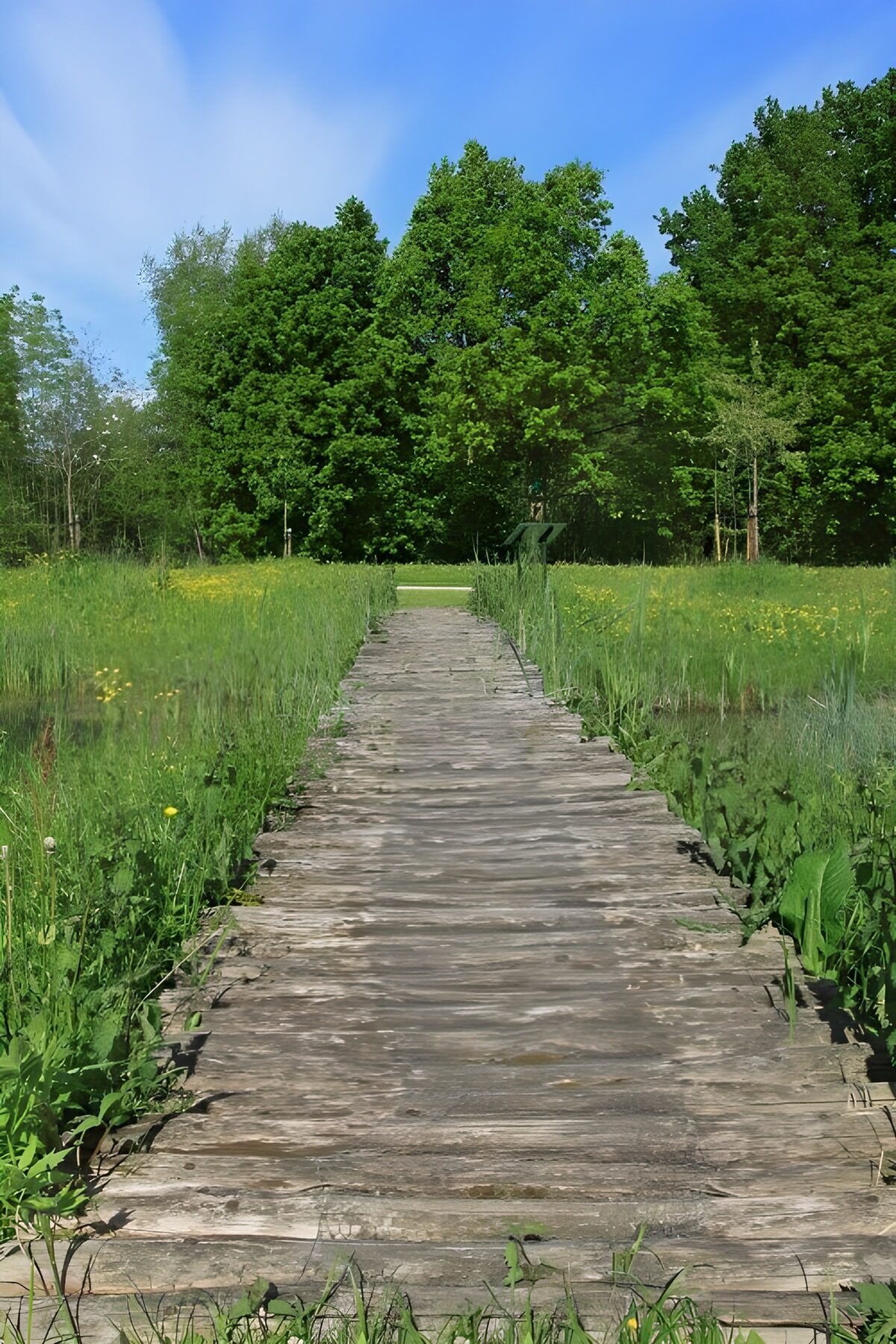 Houten vlonder door de groene weide