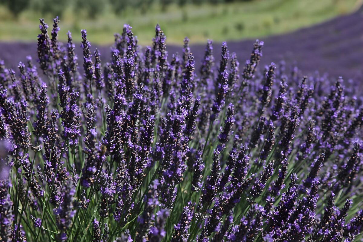 Lavendel in de zomerzon