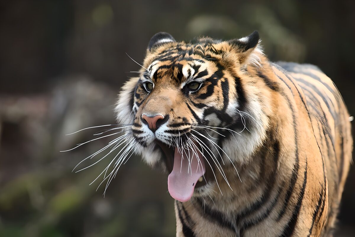 Tijger met open bek in zacht licht