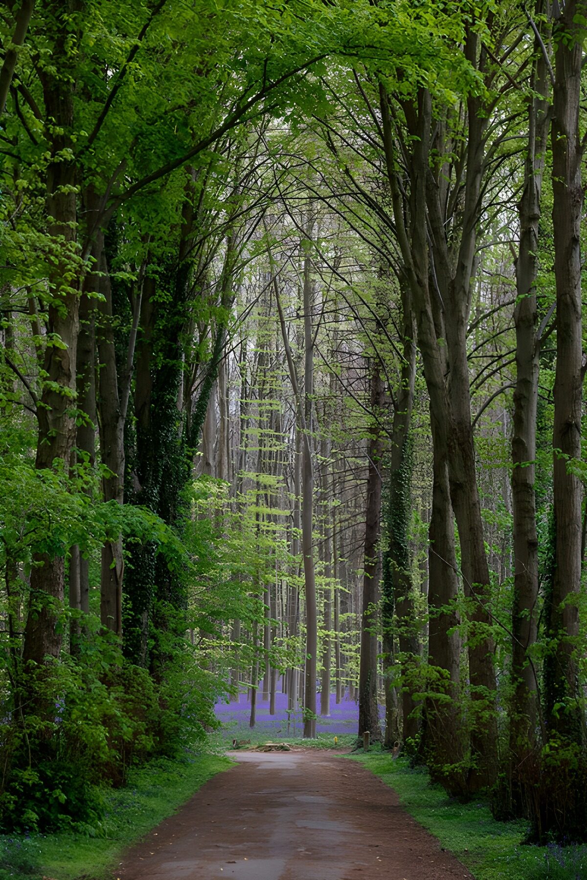 Bospad tussen groen en blauwe klokjes