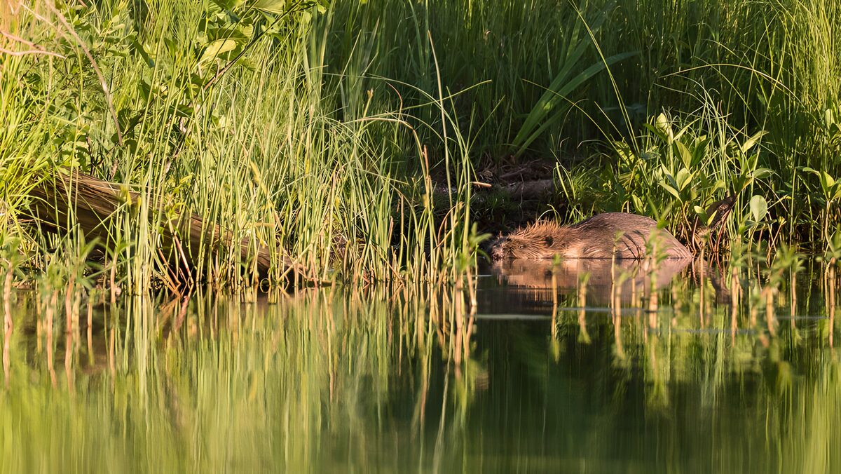 Bever tussen het riet in gouden licht