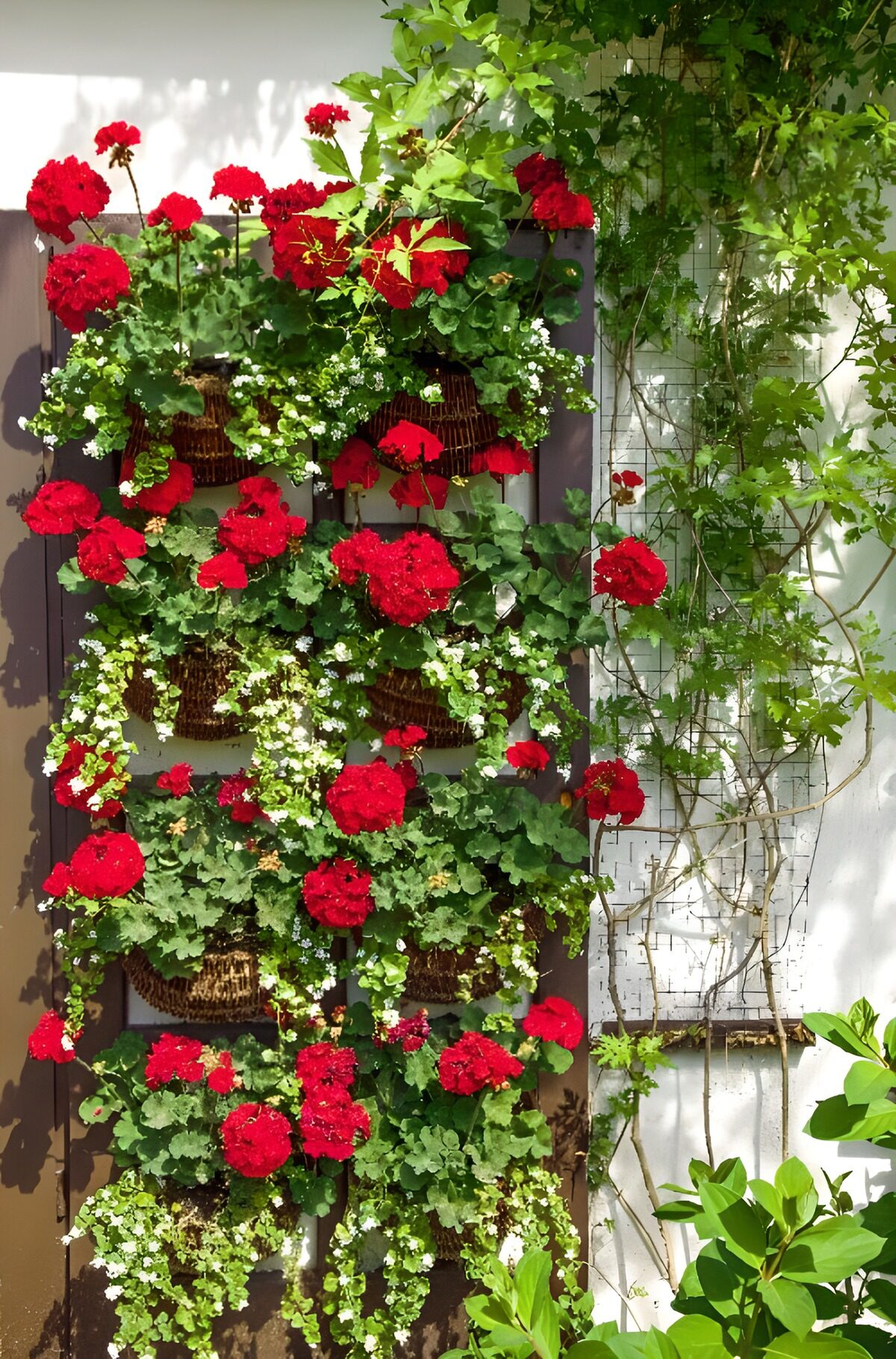 Rode geraniums in een zonnig wandrek