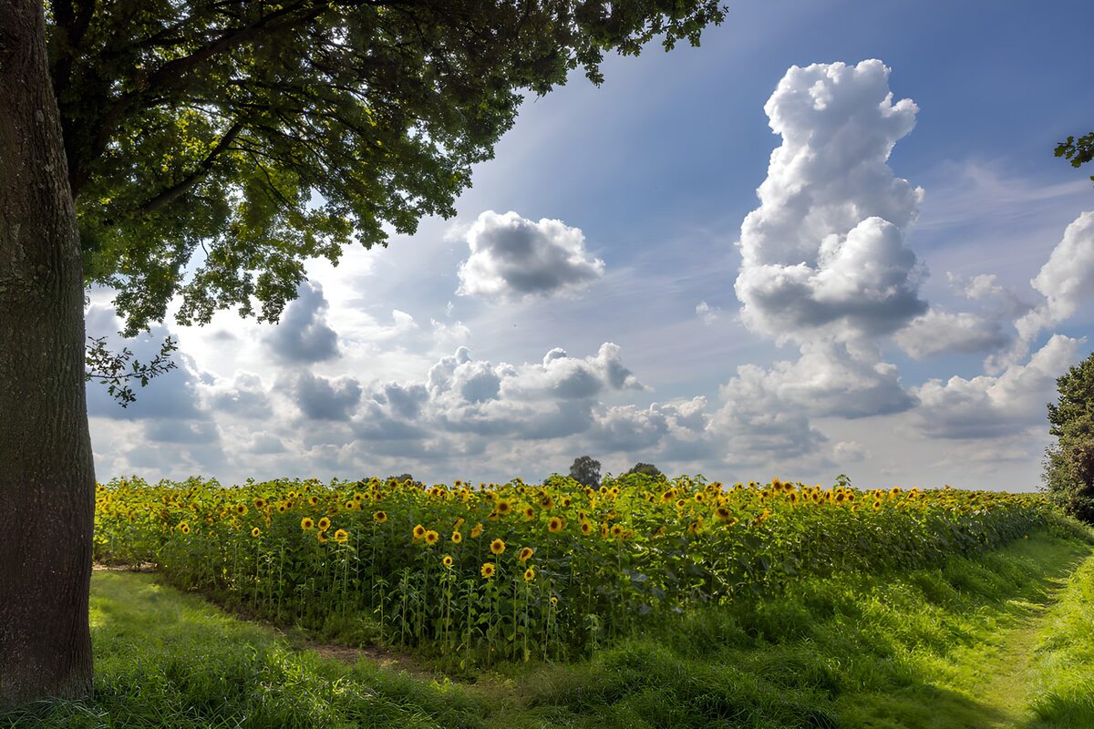 Gele bloemen onder wolkentorens