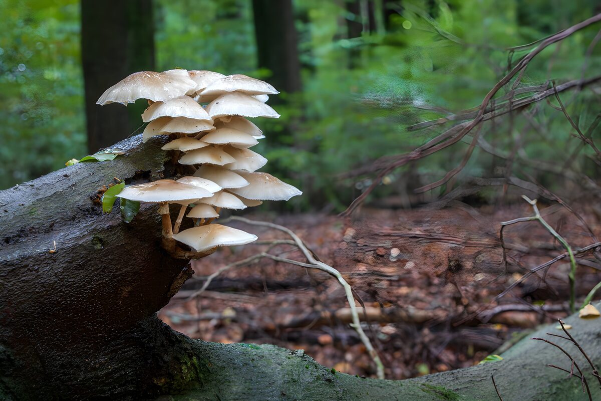Bleke paddenstoelen op een donkere stam