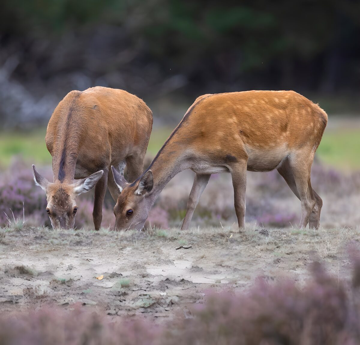 Twee herten grazend tussen de heide