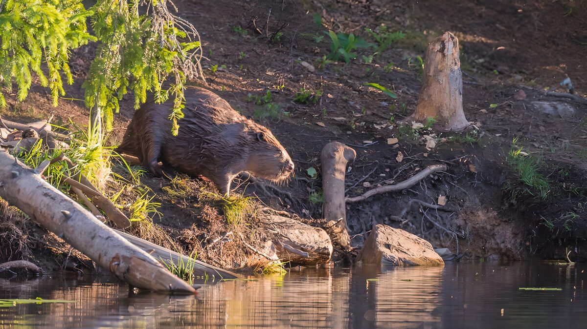 Bever op een zonnige oever