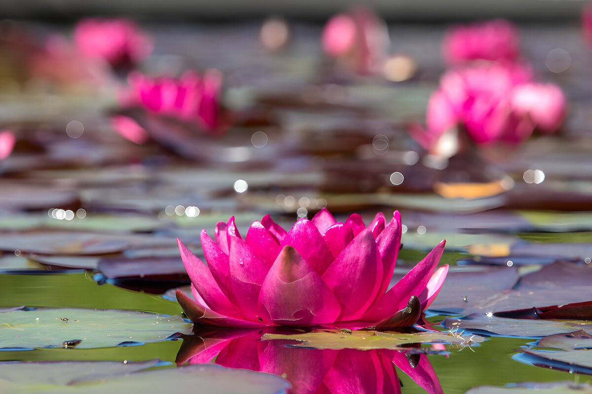 Roze waterlelie tussen drijvende bladeren