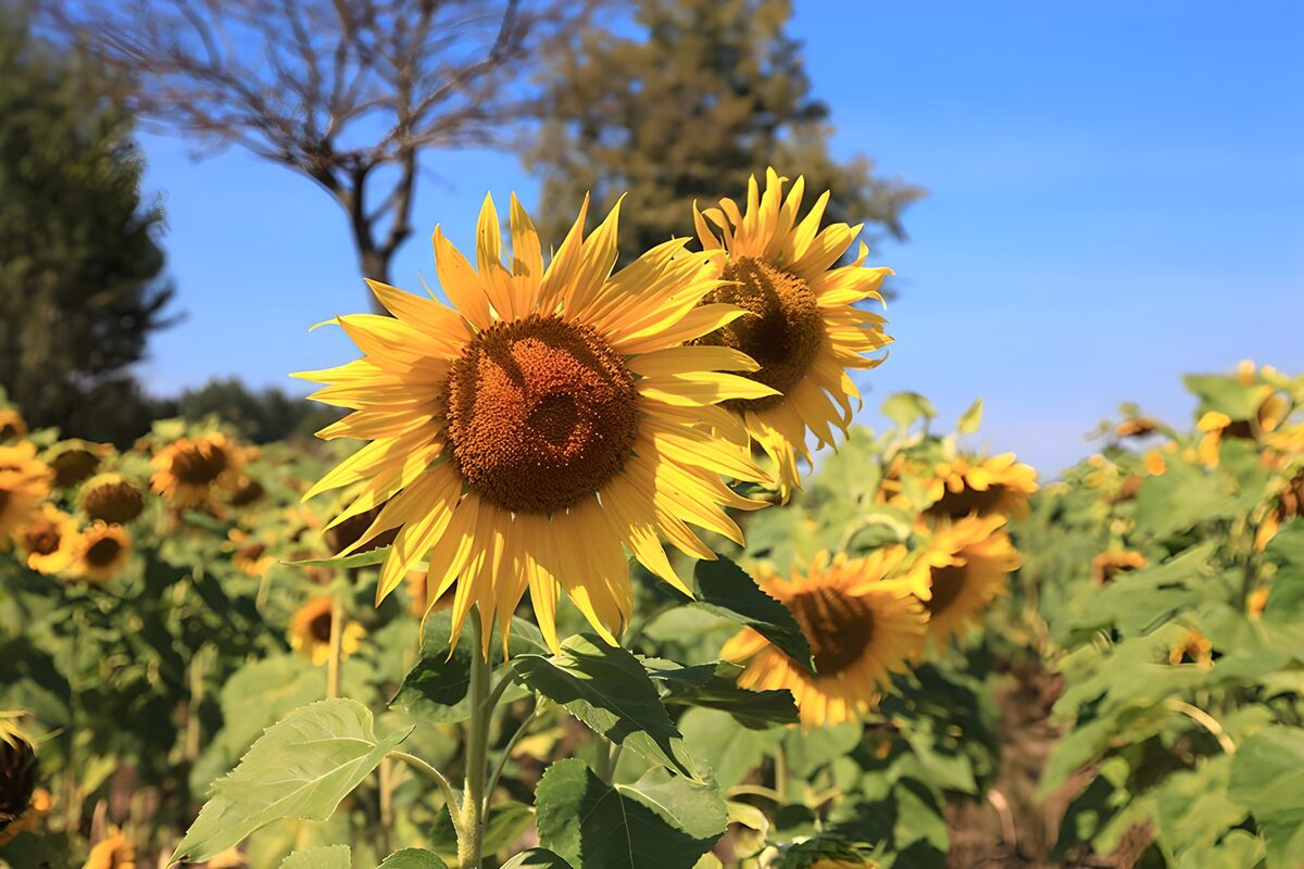 Zonnebloemen onder een blauwe hemel