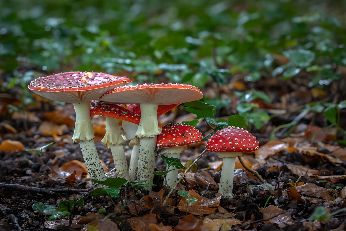 Vliegenzwammen in het herfstbos