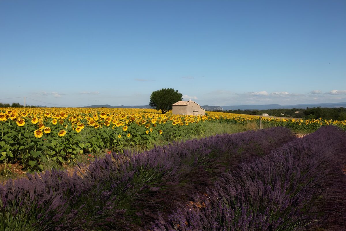 Zonnebloemen en lavendel bij de schuur