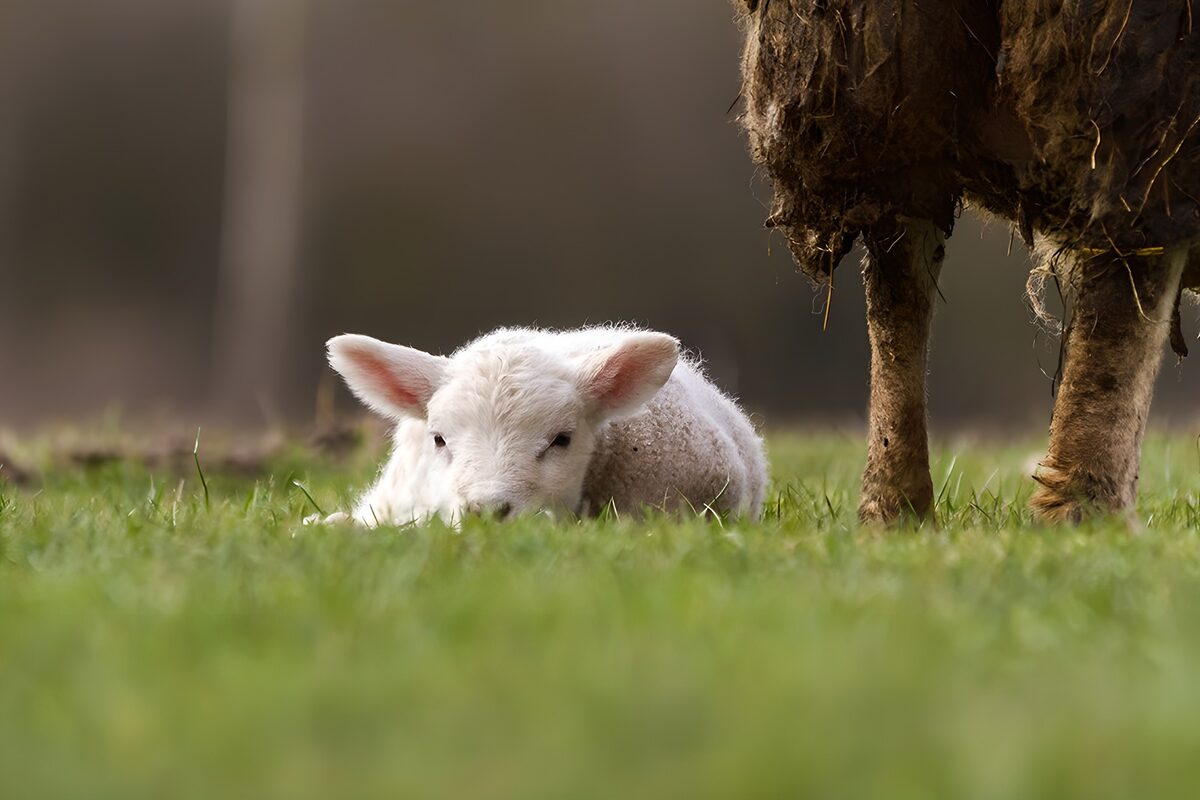Wit lammetje rust naast een schaap