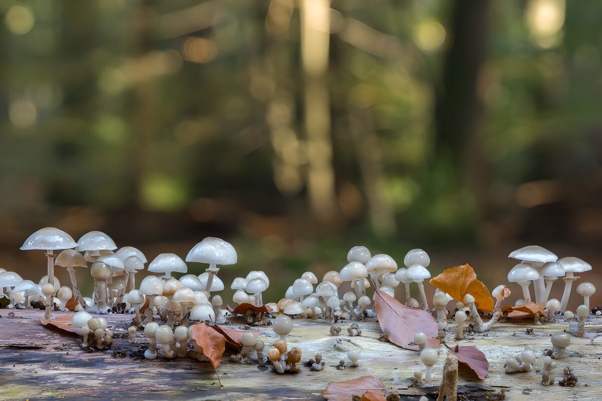 Een woud van witte hoedjes in zacht licht