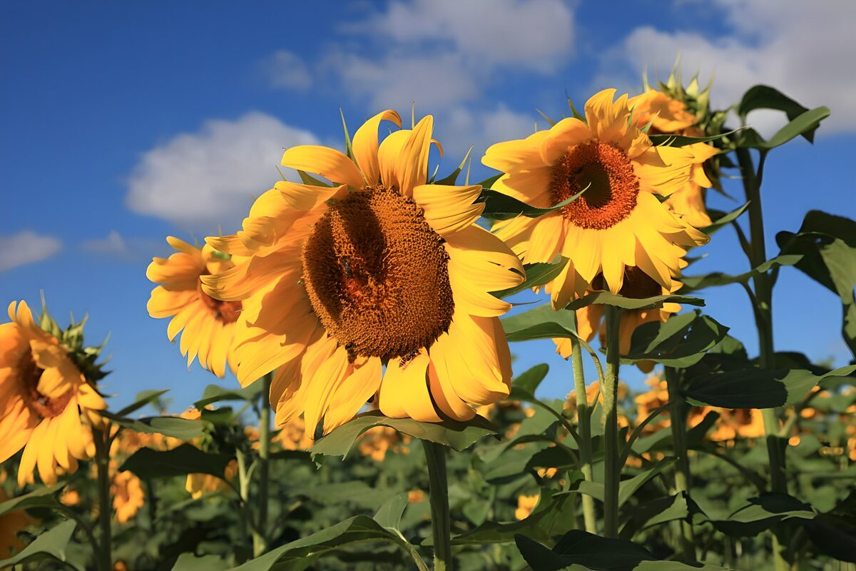 Zonnebloemen dragen het geel van de zomer