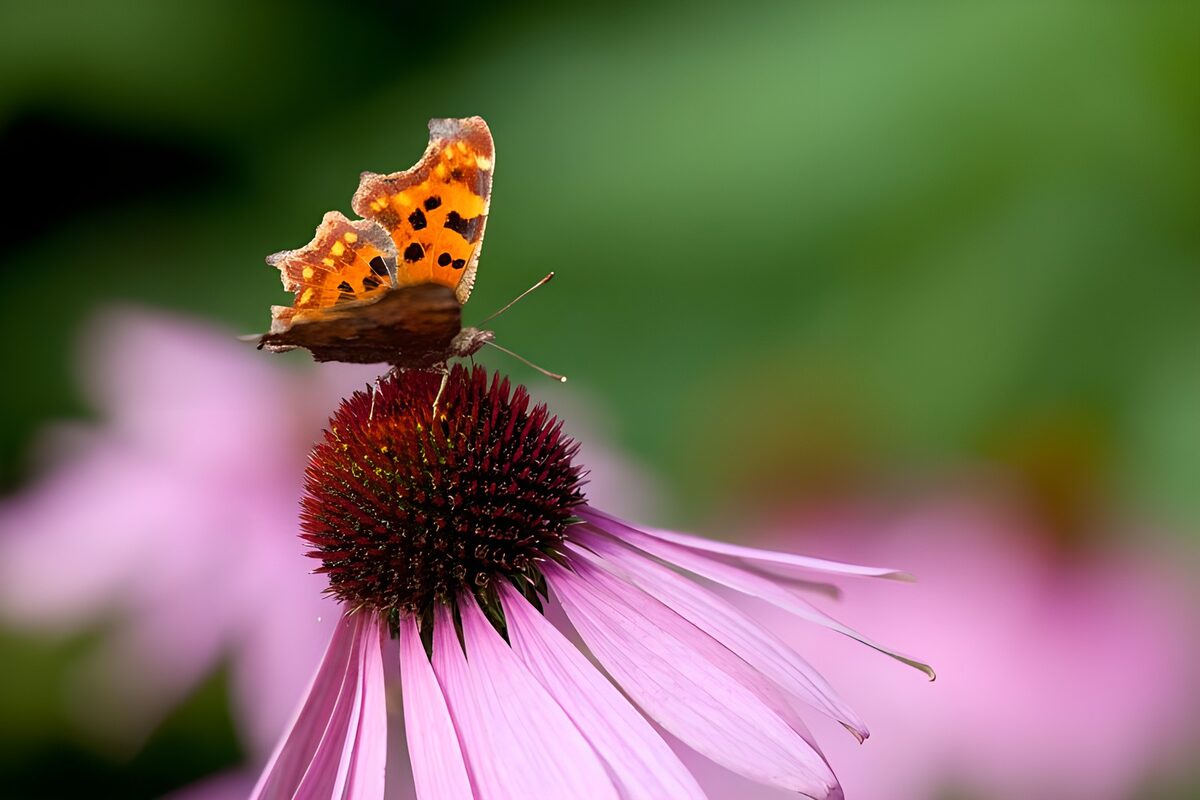 Oranje vlinder op roze zonnehoed