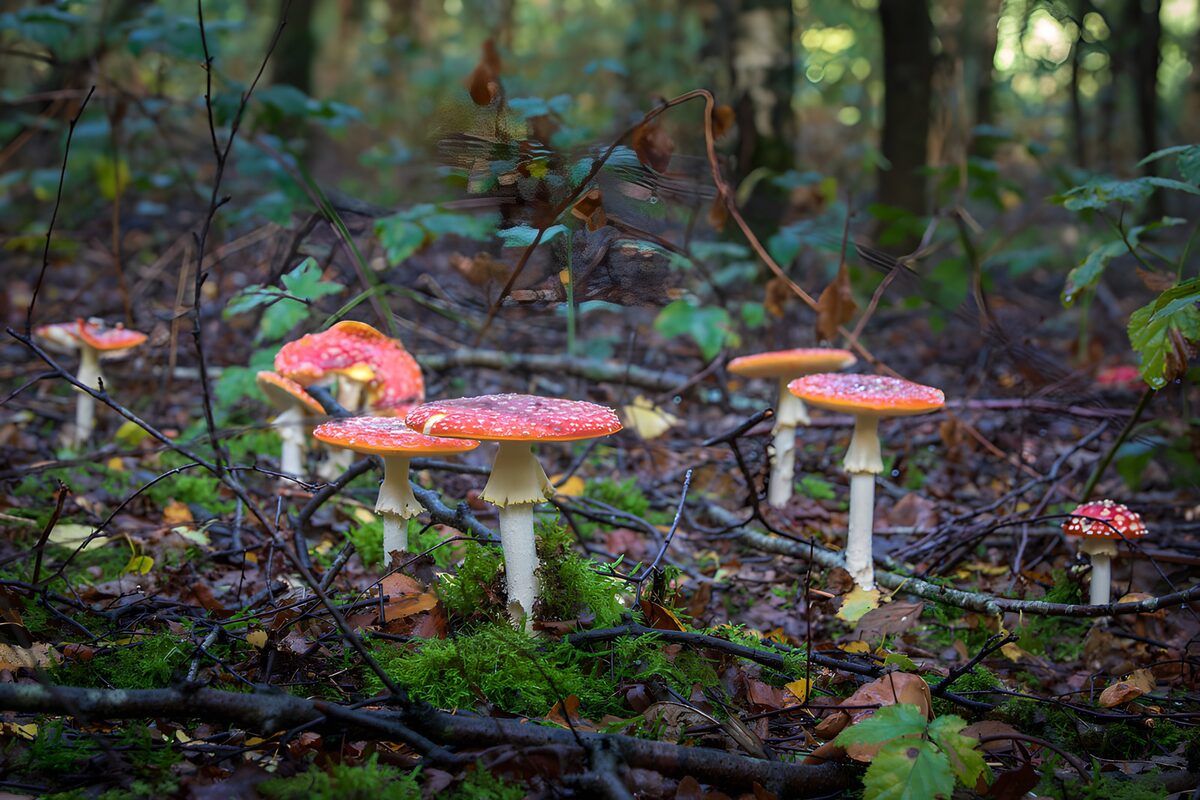 Rode hoedjes in het stille groen