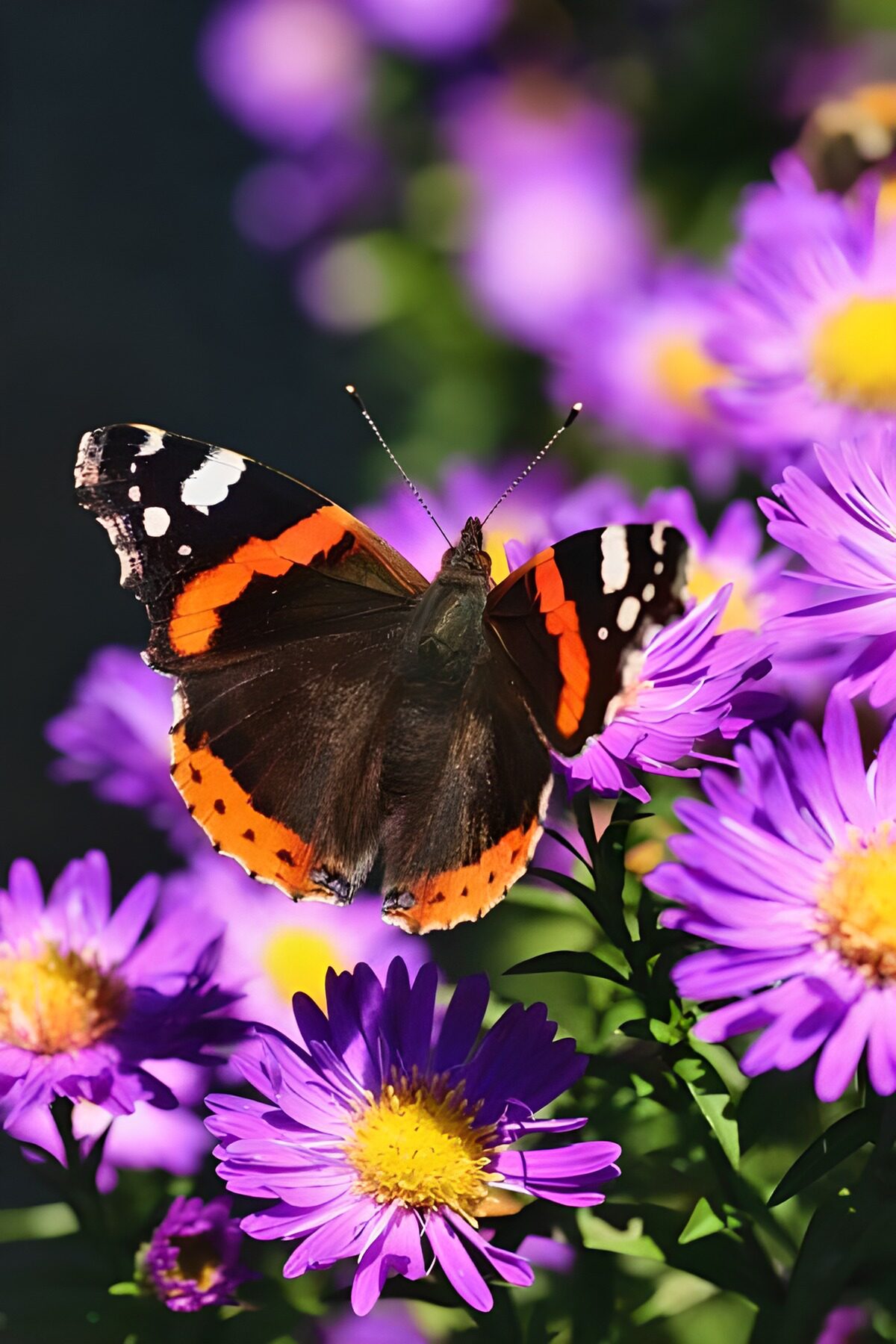 Atalanta op paarse asters in de zon