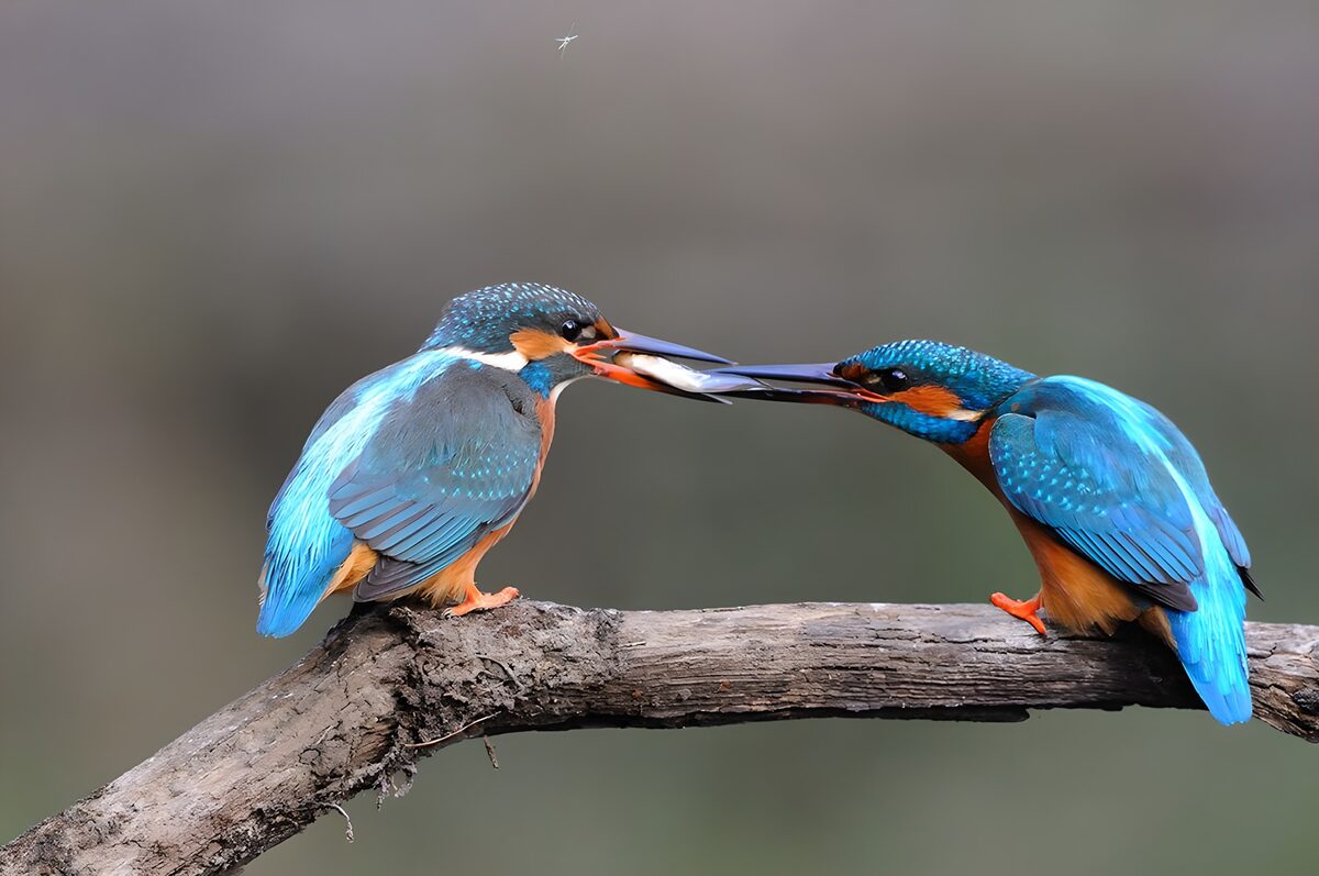 Twee ijsvogels met één vis