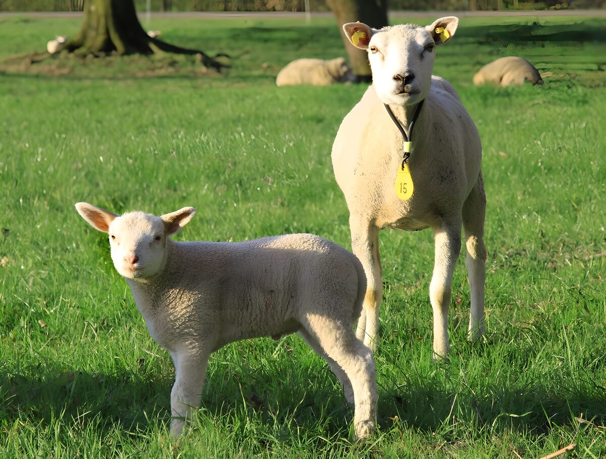 Schaap en lam in de zonnige wei
