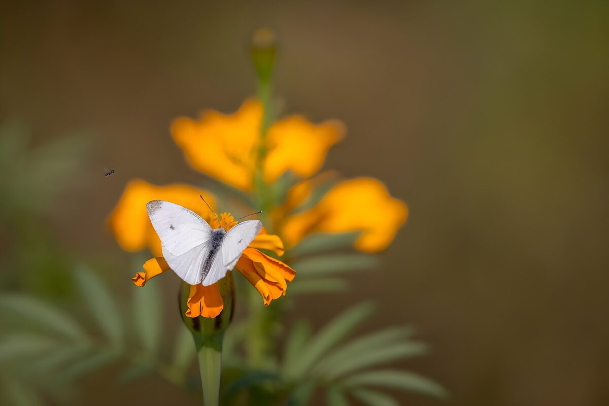 Witte vlinder op een oranje bloem