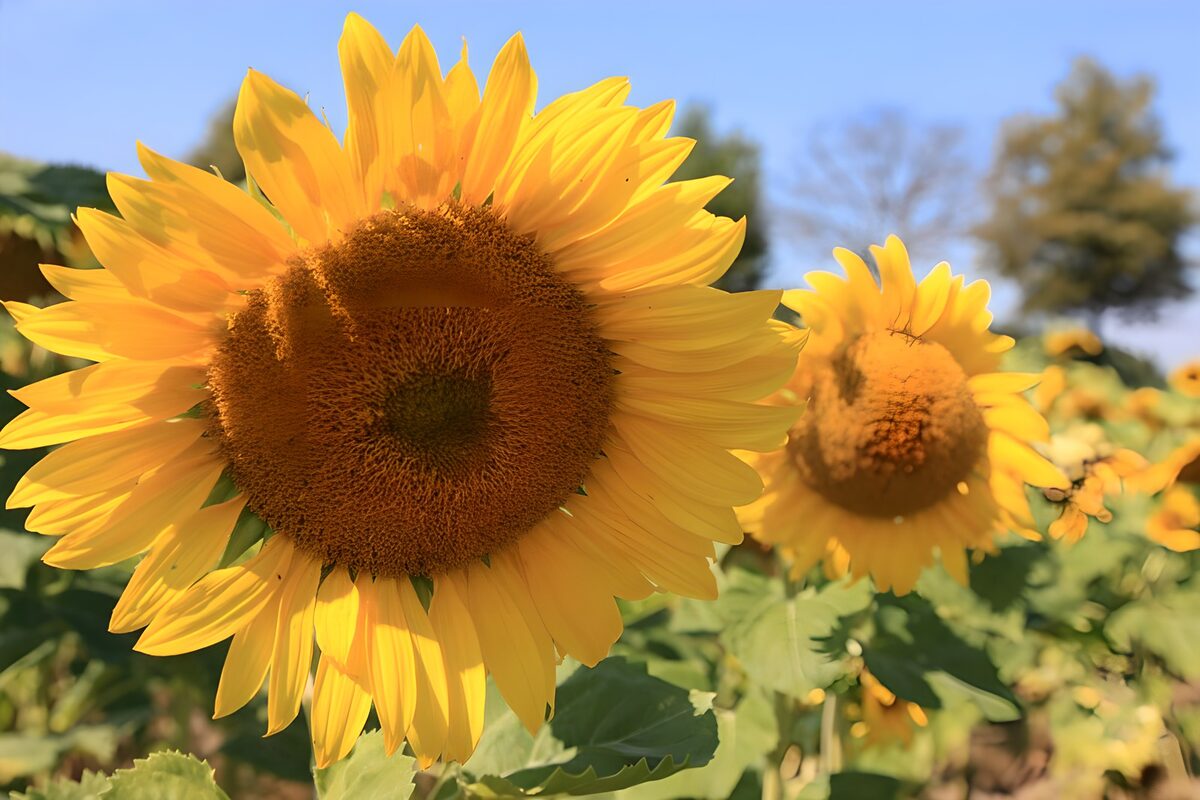 Grote zonnebloem in warm zonlicht