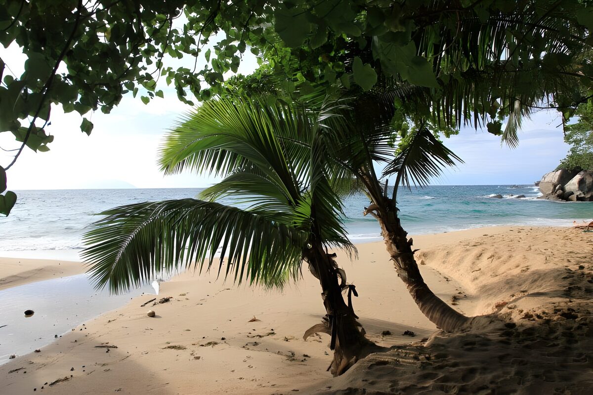 Twee palmbomen aan een tropisch strand