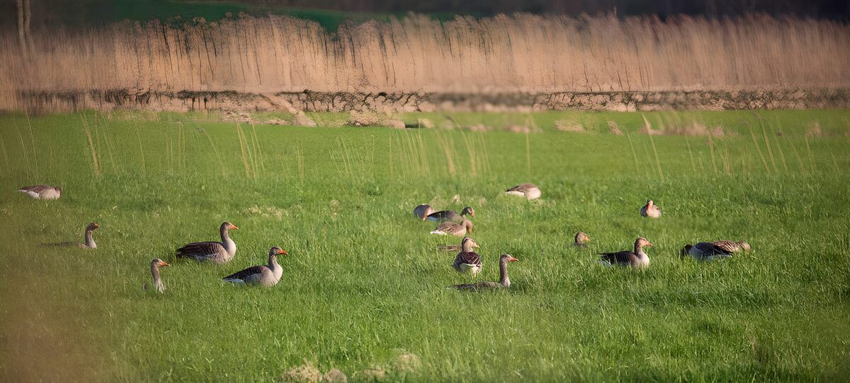 Ganzen in het groene grasland
