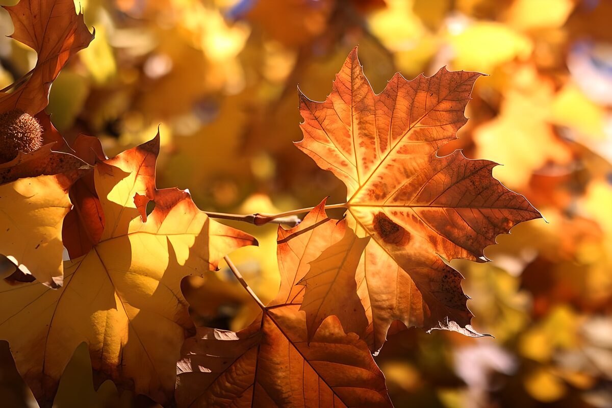 Oranje herfstblad in tegenlicht