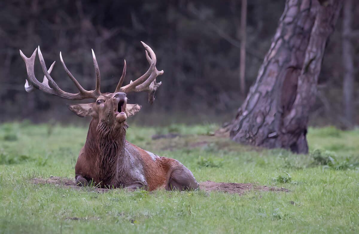 Edelhert met open bek in het gras