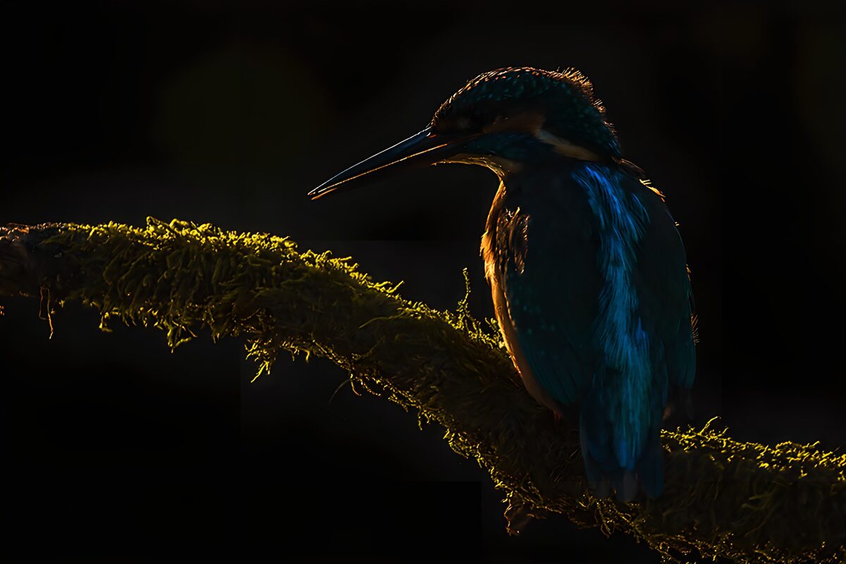 IJsvogel op mos in tegenlicht