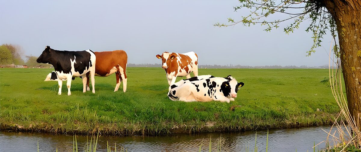 Zwartbonte en roodbonte koeien aan de sloot