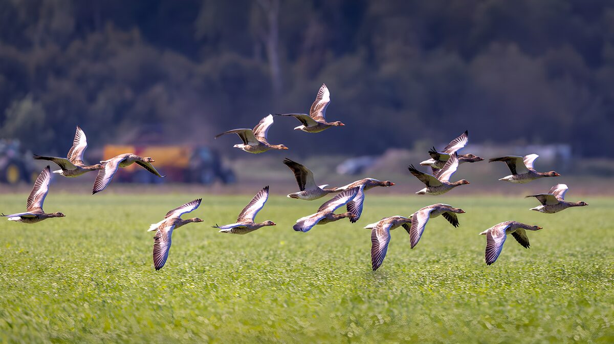 Ganzen in lage vlucht boven groen gras