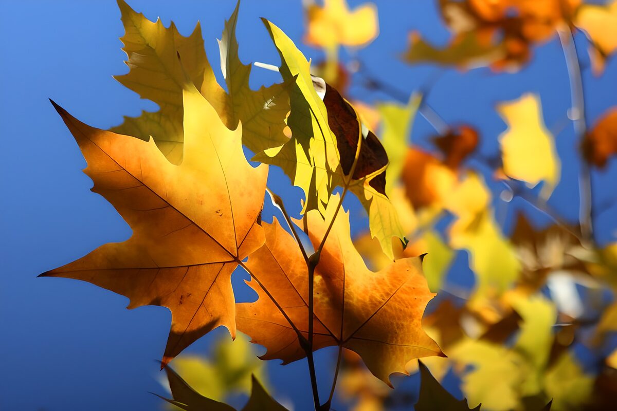 Herfstbladeren vangen het licht