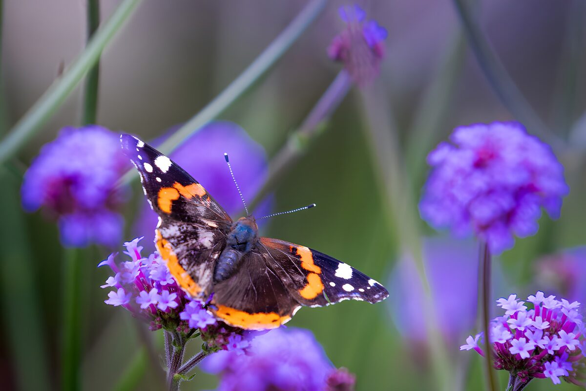 Oranje linten boven lila bloemen