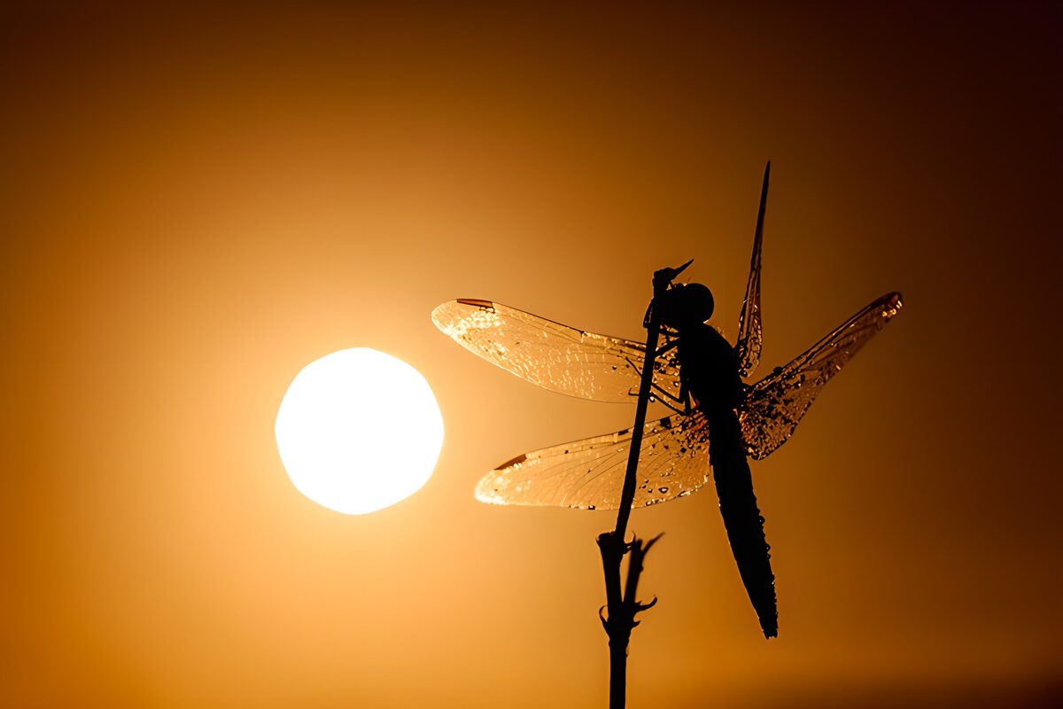 Libelle in het oranje avondlicht