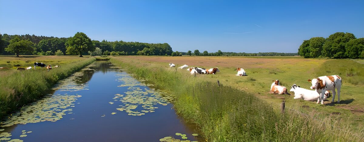 Koeien langs een sloot vol waterlelies