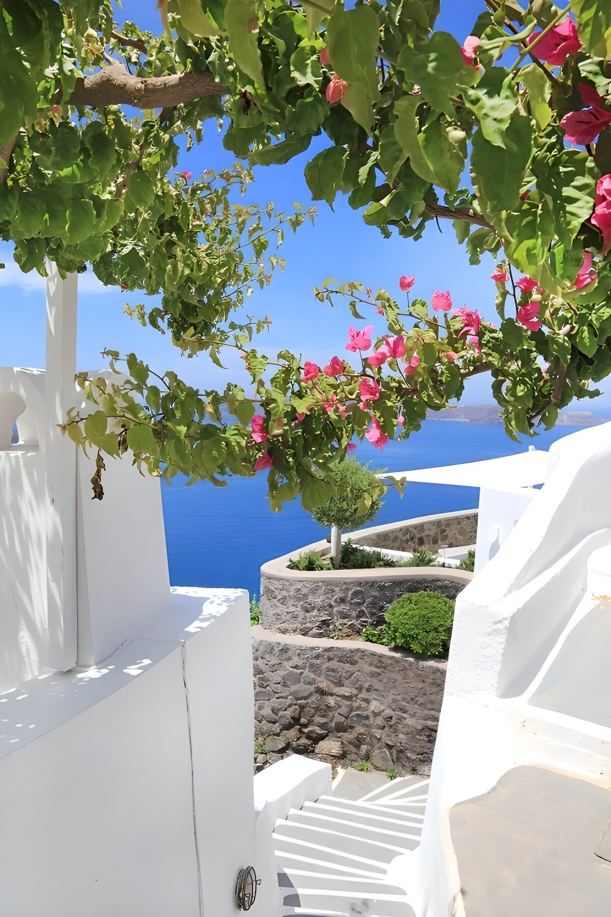 Witte trap onder roze bougainvillea