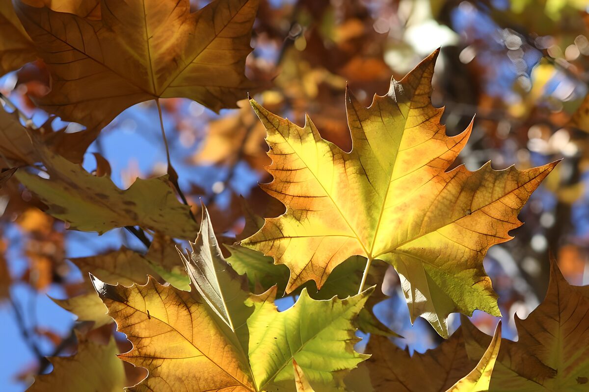 Gouden herfstblad in tegenlicht